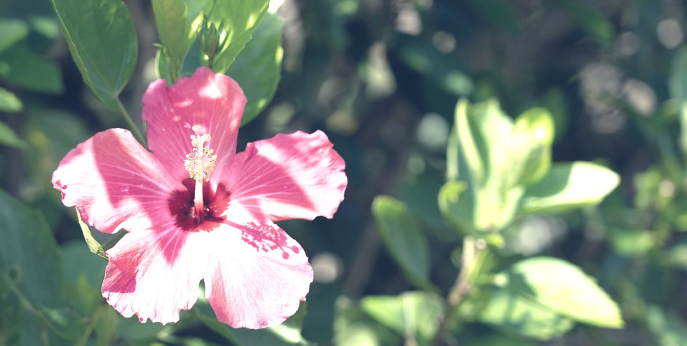 DSC01949_edited.jpg