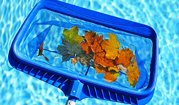 Manual Pool Skimmer Cleaning removing leaf debris in pool