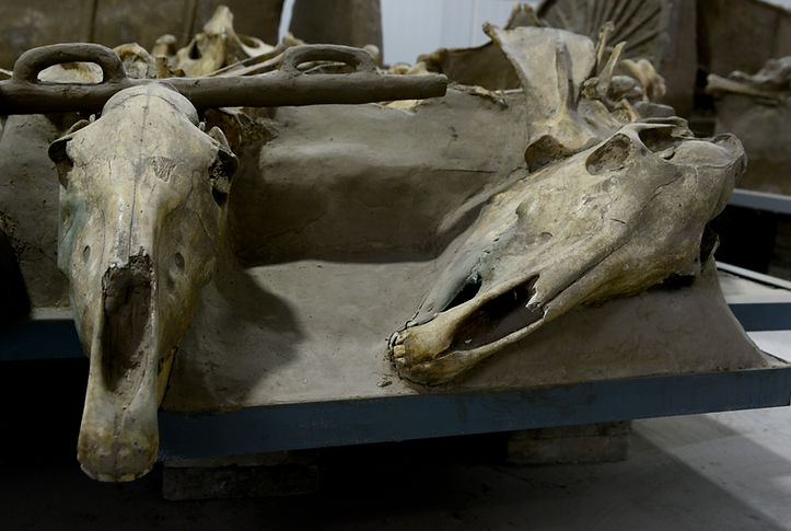 8 Horse Head,Gangu.JPG