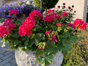 PELARGONIA CALLIOPE - KRÓLOWA LETNIEGO TARASU