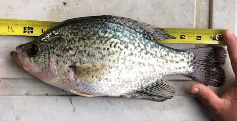 crappie fish_edited.jpg