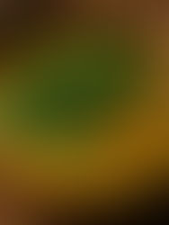 Indian Spiced Dal with Green Kale and Cilantro