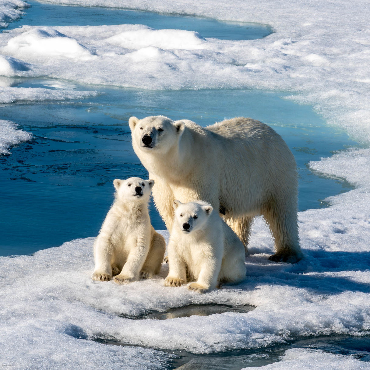 Polar Bears Photography by Susan Smith