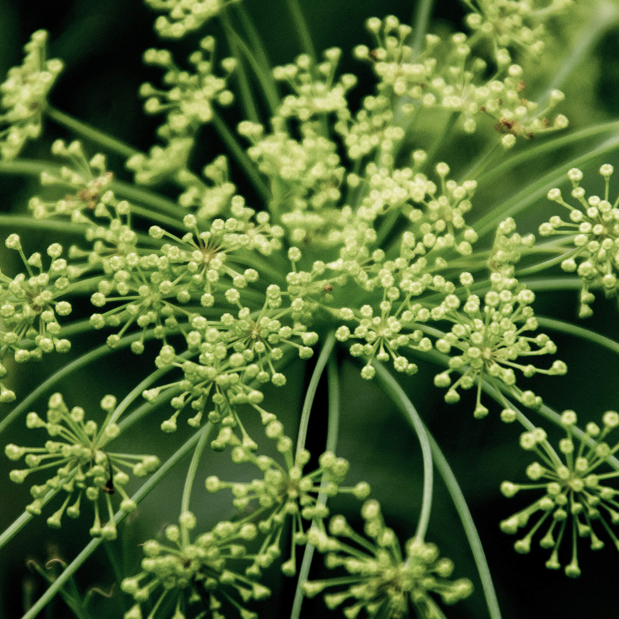 Dill
