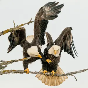 Eagles