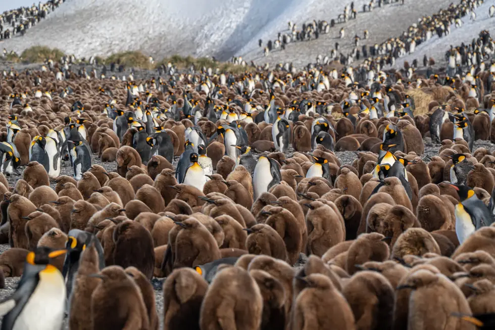 susan-g-smith-photographer-penguins-penguin-8_2000x1334