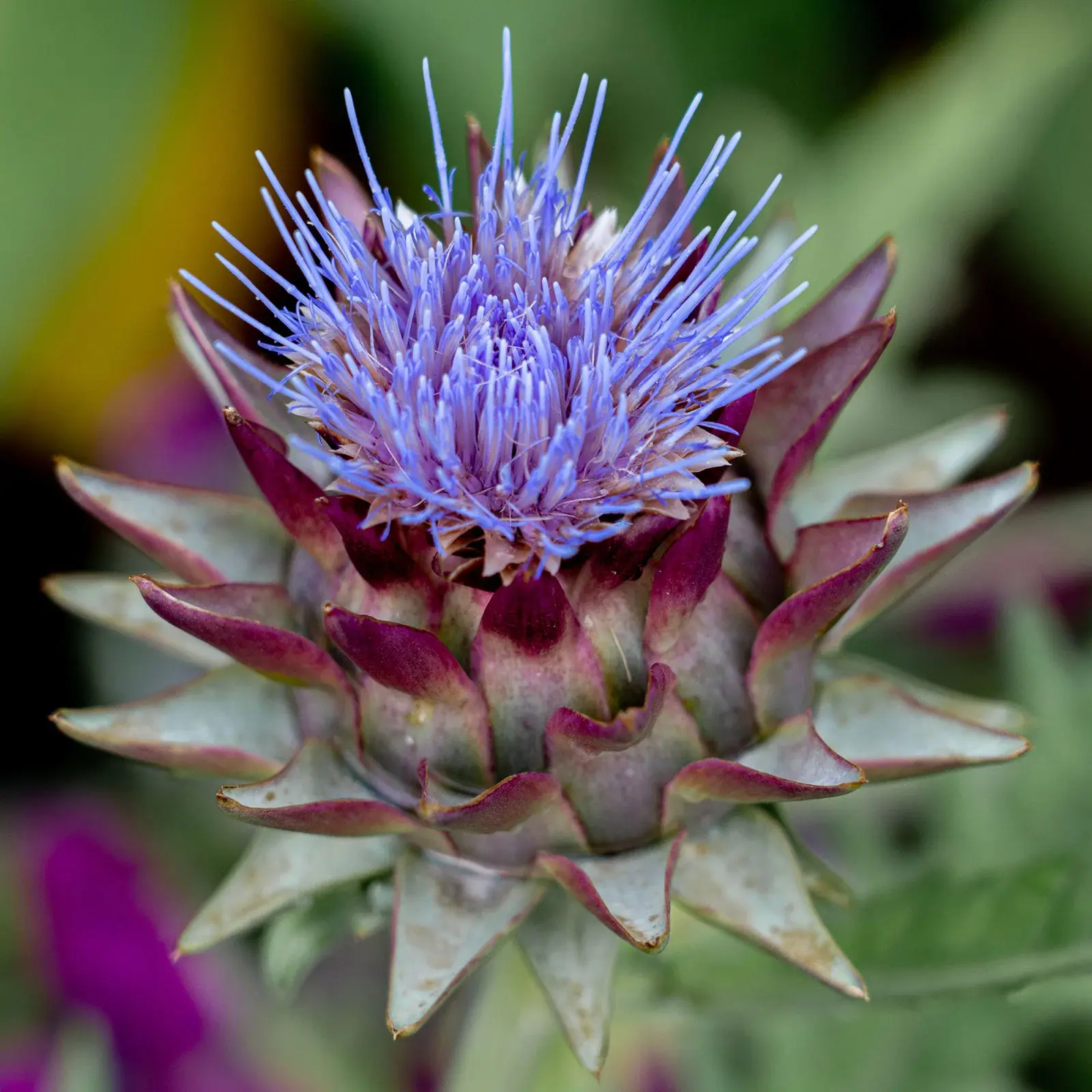 Artichoke
