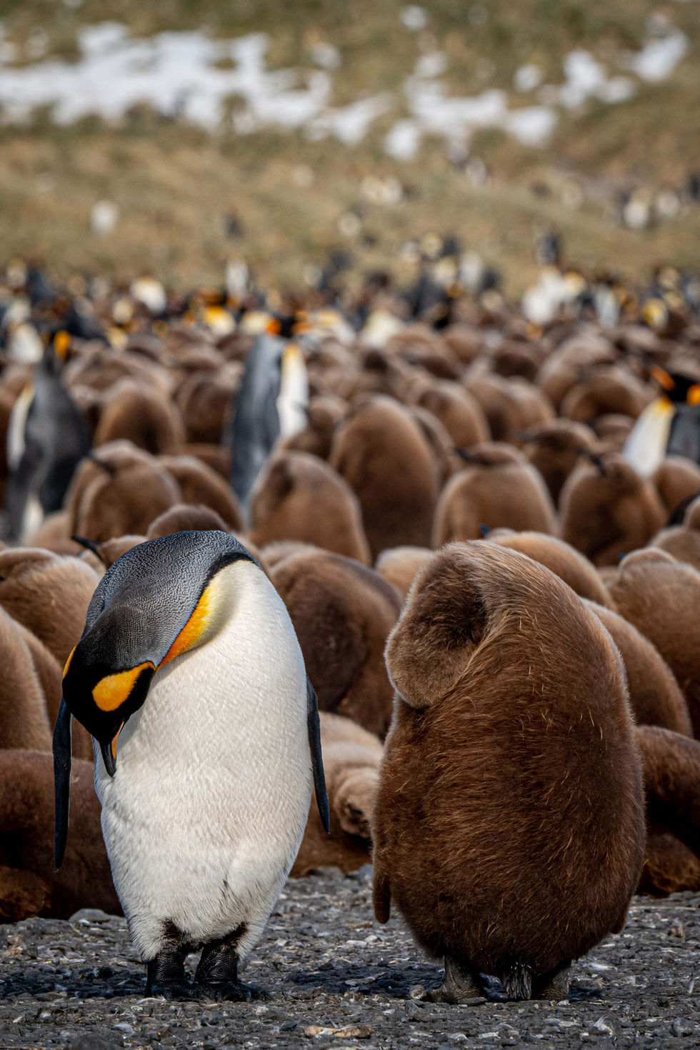 susan-g-smith-photographer-penguins-penguin-7_2000x3000