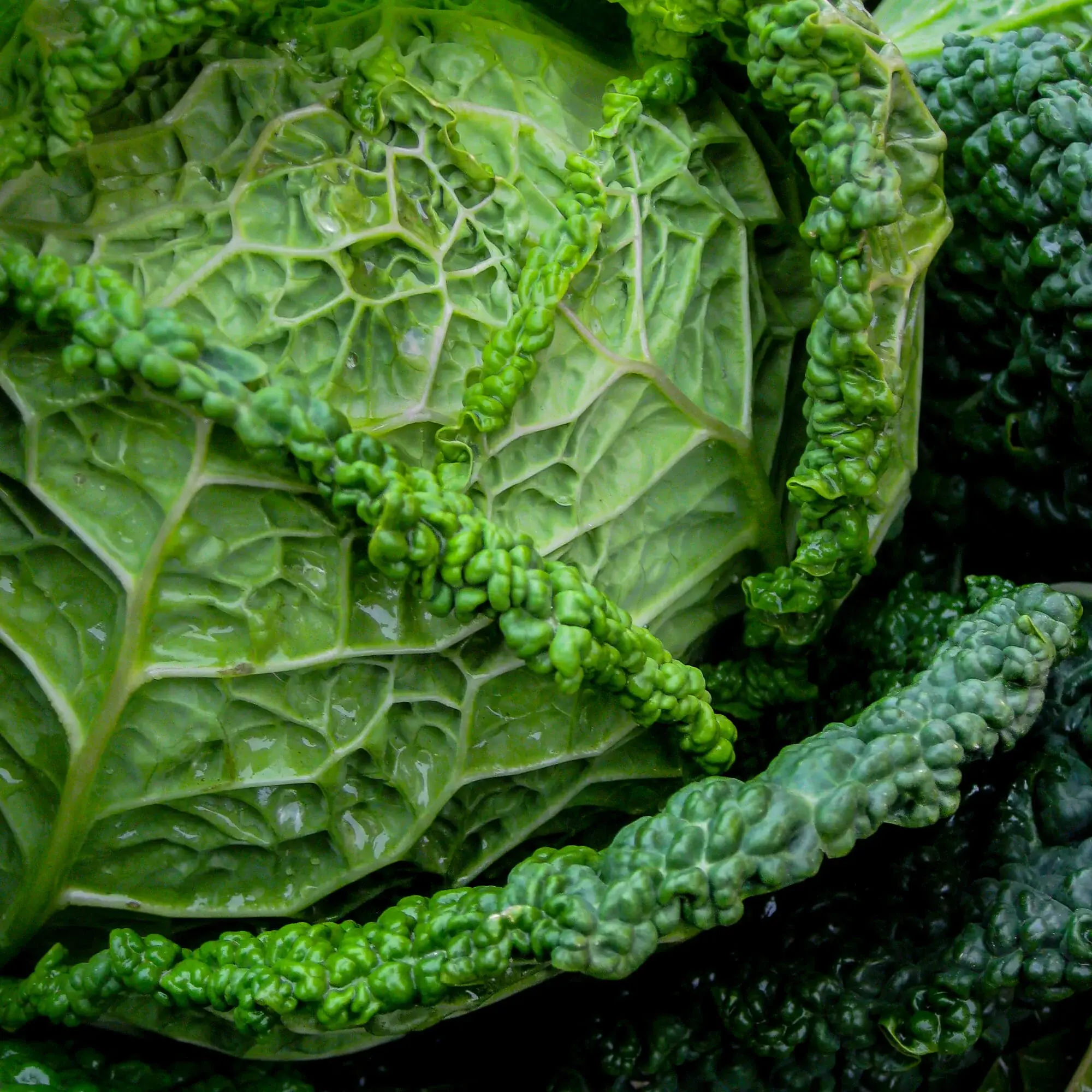Cabbage