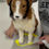 Thumbnail: Reflective No Pull Dog Harness