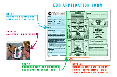 OFA eye exam.png