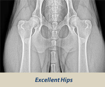 hips_excellent-300x250-1.jpg