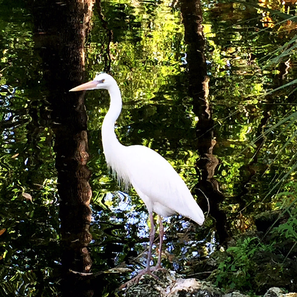 Crane at Yankeetown