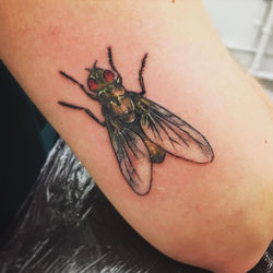 Tattoo laura gaugler fly inscet