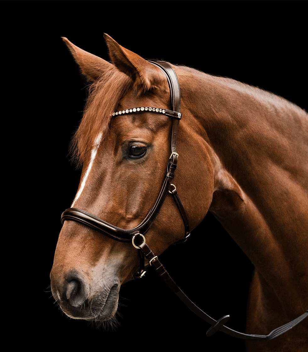 X-line bridon sans mors