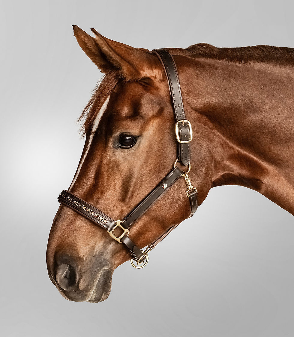 Licol en cuir crystal