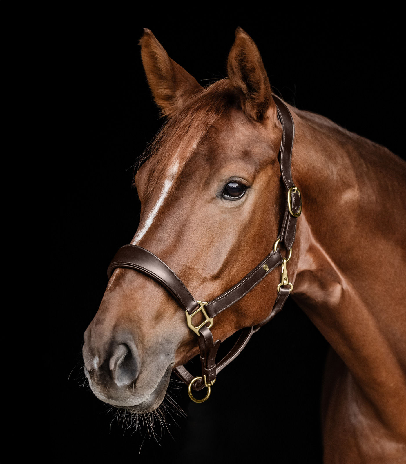 S-Line Licol Anatomic – cuir haut de gamme, têtière et muserolle rembourrées