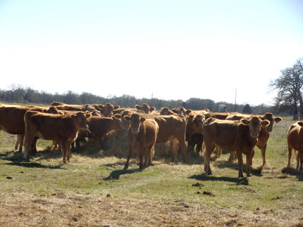 Herd of cows around hay bale