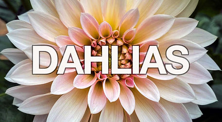 Photo Button_Dahlias.jpg
