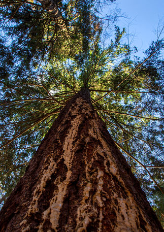 Mathews Beach_Beautiful Trees_Seattle_Texture.jpg