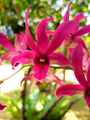 Garden 2.jpg