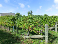 Winery 