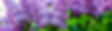 lilacs_133353626_edited.jpg