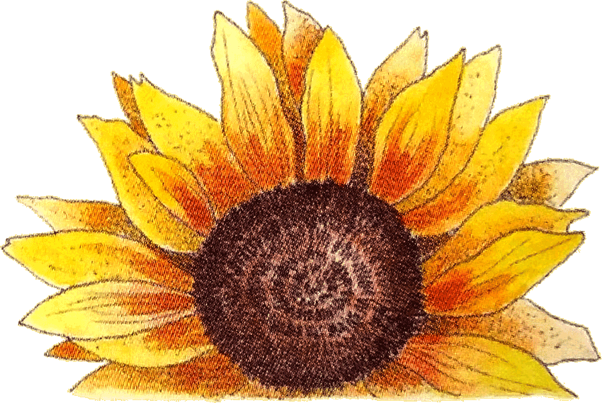 sunflour-logo.gif