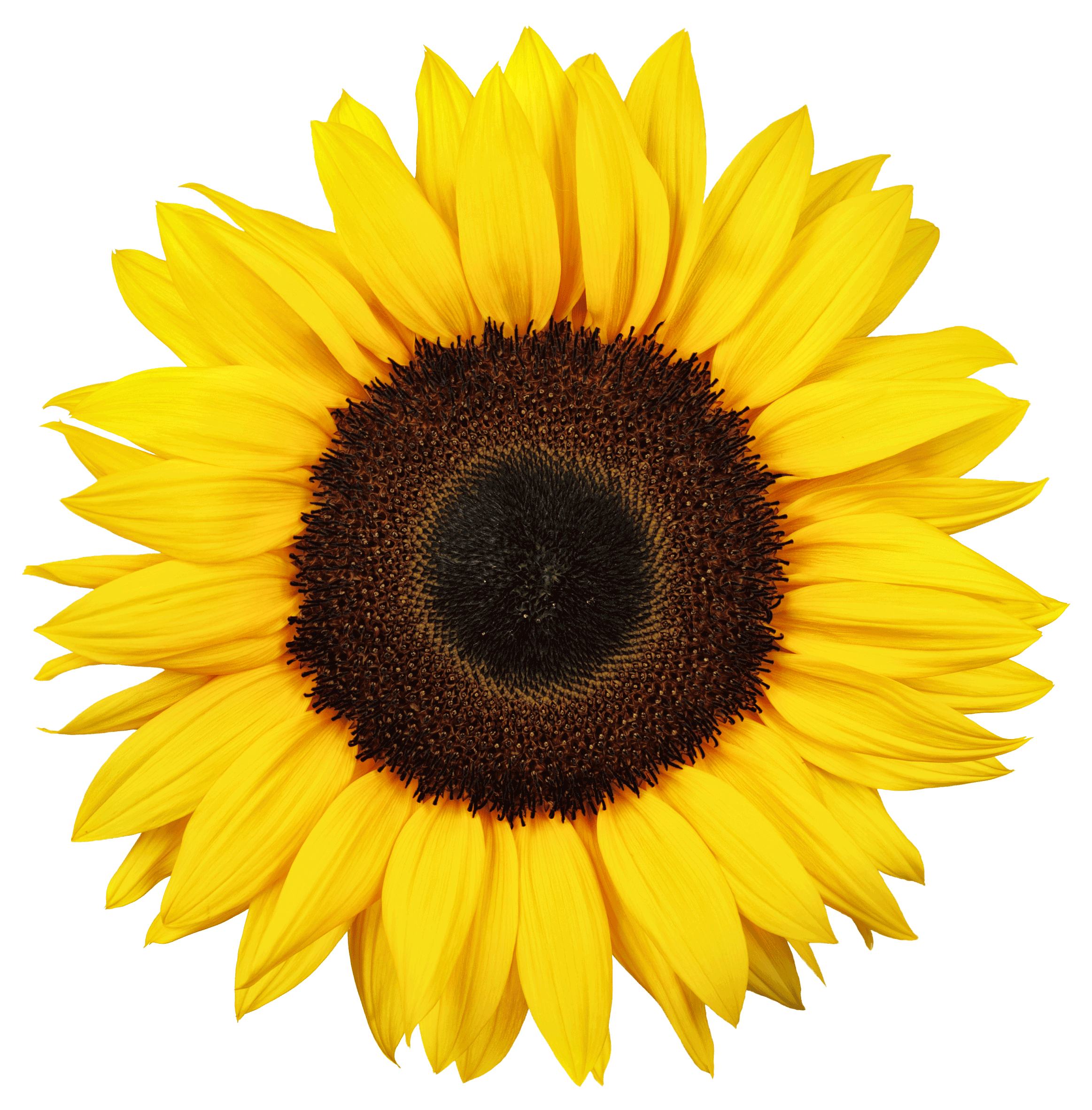sunflower.gif