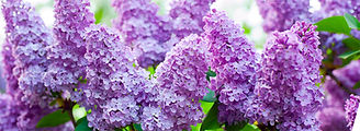 lilacs.jpg