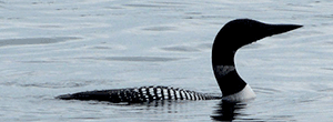 10loon.gif