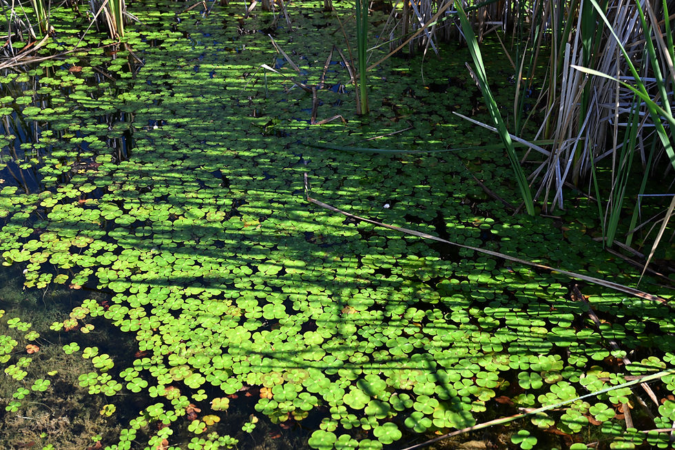 Green lily pads and reeds in a sunny pond