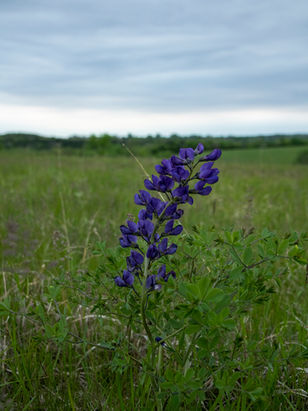 20210515_Klapka_Prairie_DSA_0057.jpg