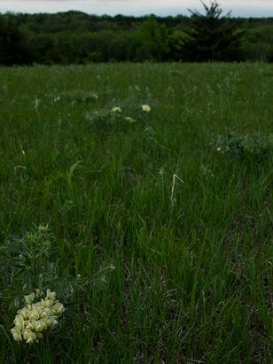 20210515_Klapka_Prairie_DSA_0070.jpg