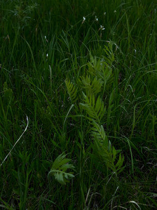 20210515_Klapka_Prairie_DSA_0082.jpg