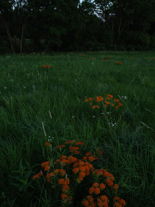 190629_Wildcat_Prairie_DSA_3499.JPG