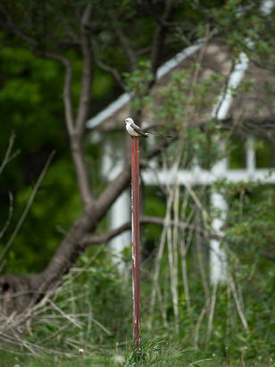 20210515_Klapka_Prairie_DSA_0276.jpg