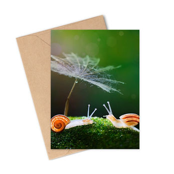 Microphotography, Snails Greeting Card