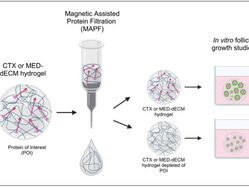 Published: Generation of Tailored Extracellular Matrix Hydrogels for the Study of In Vitro Folliculogenesis in Response to Matrisome-Dependent Biochemical Cues!