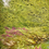 Thumbnail: The River in Summer by Terry Evans