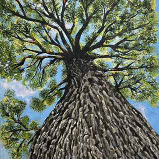 Tree, art, Toronto, Green, nature, park, Rima Hatem