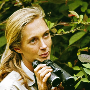 Honoring Jane Goodall