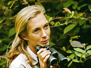 Honoring Jane Goodall
