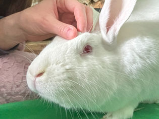 Leaping Rhino: The Rabbit Who Opened the Door to Change