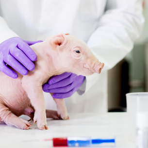 A piglet on a table in a lab being held by a researcher in a white coat with purple latex gloves