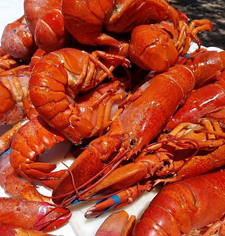 closelobster.jpeg