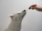 Thumbnail: Dog Taking Full Spectrum Pet Tincture