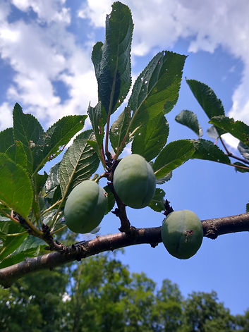 Plums