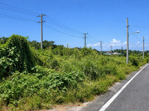 管理の追いつかない雑草だらけの農地
