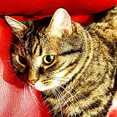 161707074_2501647553463709_7254168501248